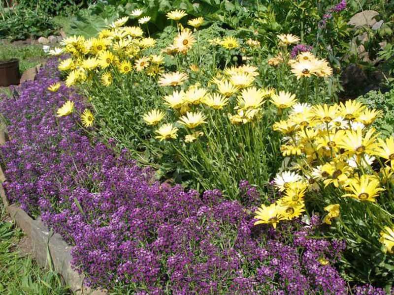 Lobularia bitkisinin tanımı