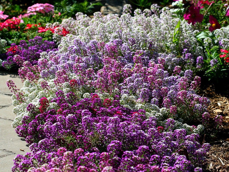 Lobularia yetiştiriciliği