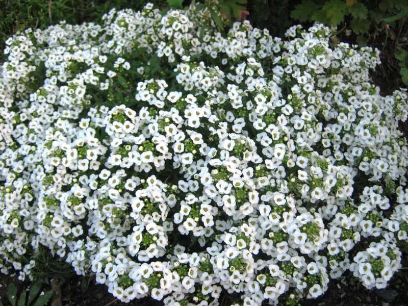 Menanam lobularia di katil bunga