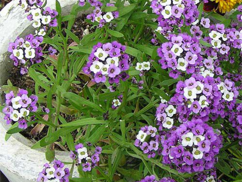 Lobularia fidanları nasıl yetiştirilir