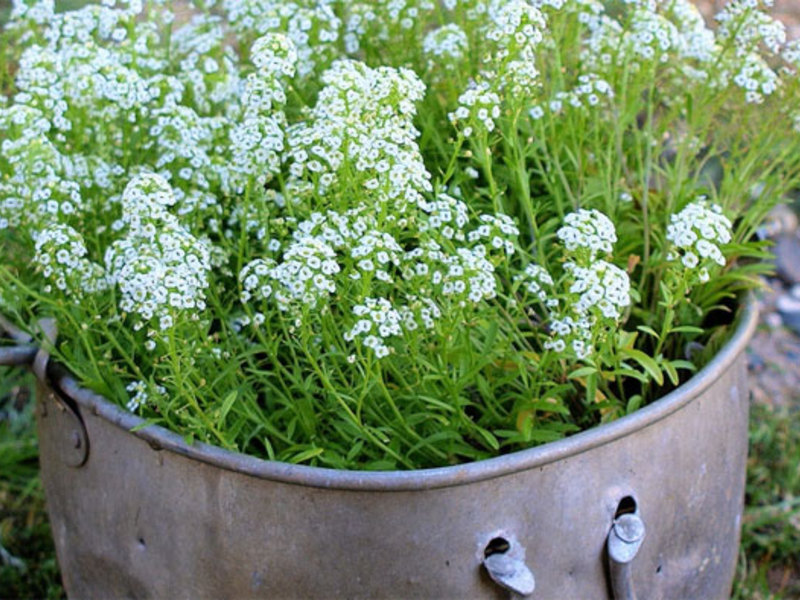 Plantar e cuidar de lobularia