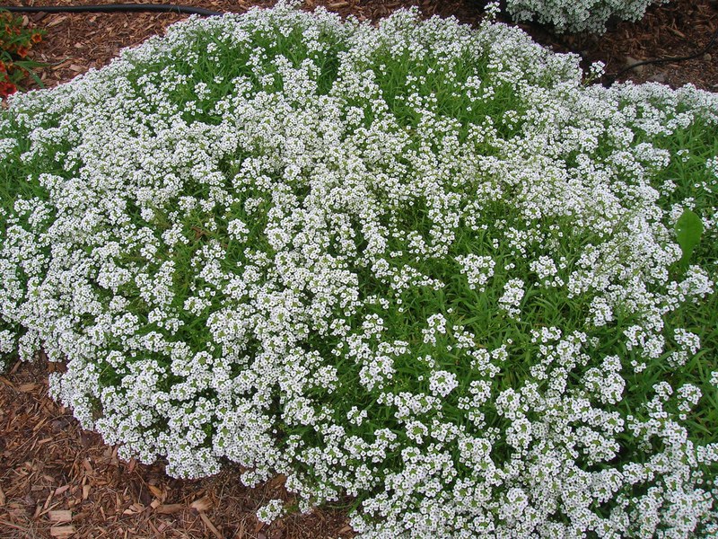 A lobularia növény leírása