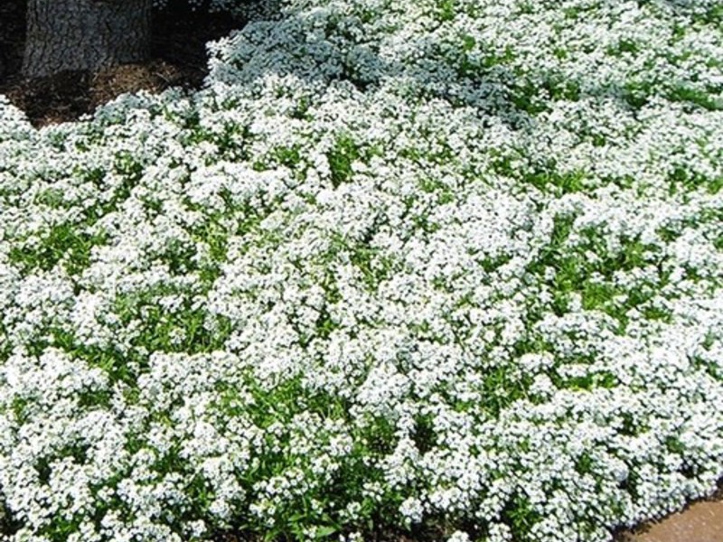 Odrody Lobularia