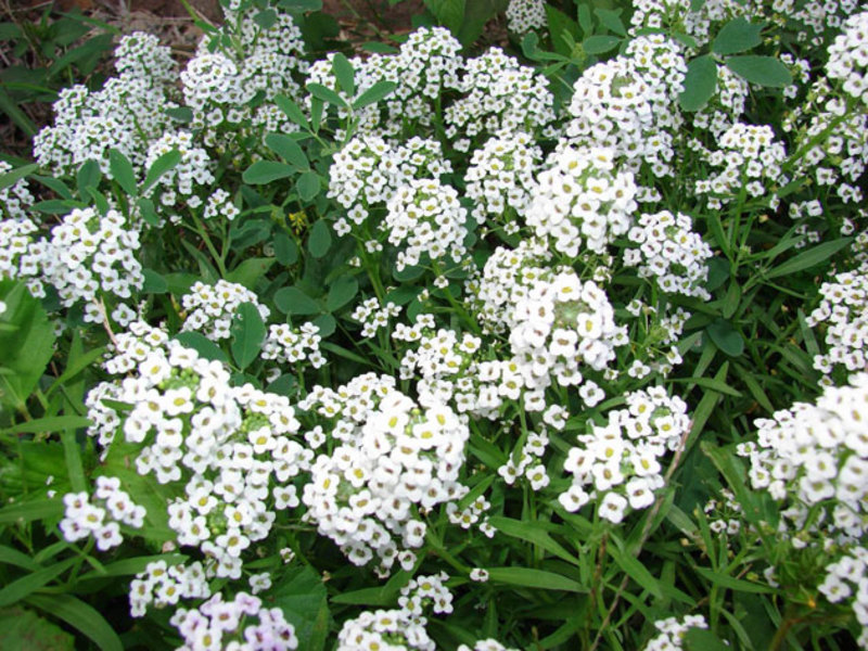 Lobularia Meer