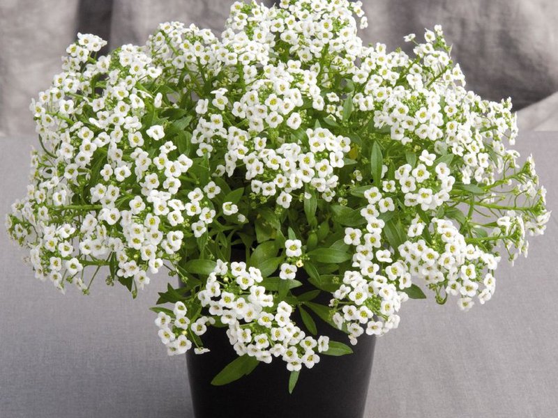 Lobularia, creixent