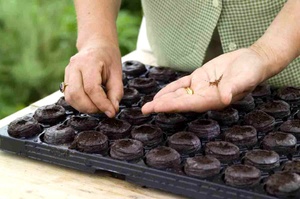 ¿Cuántas semillas de petunia plantar en una tableta de turba?