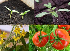 Com procedeix la vegetació de les plantes en diferents condicions