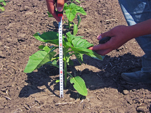 Controlar el desenvolupament de les plantes és una tasca important per al jardiner.