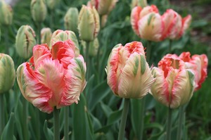 Ak plantar tulipanes en el jardín.