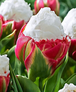 Đặc điểm của chăm sóc hoa tulip