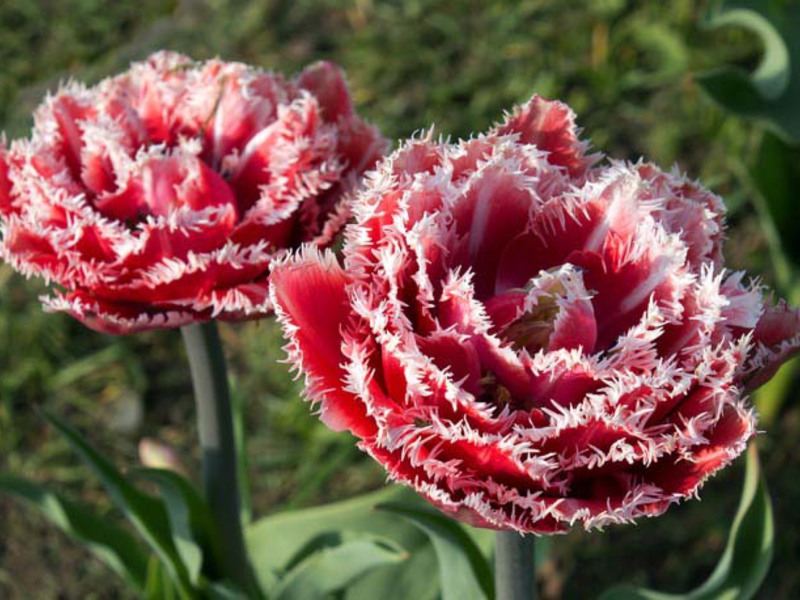 Paano mapalago ang isang honeycomb ng tulips