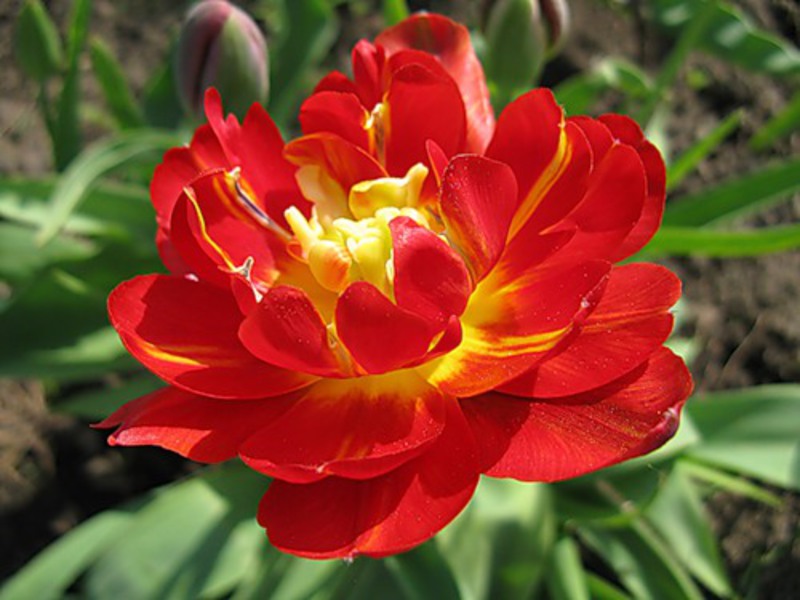 Sotr tulpe