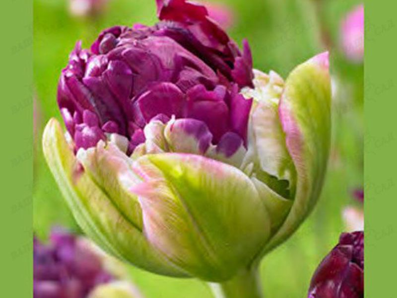 Tulip burung nuri