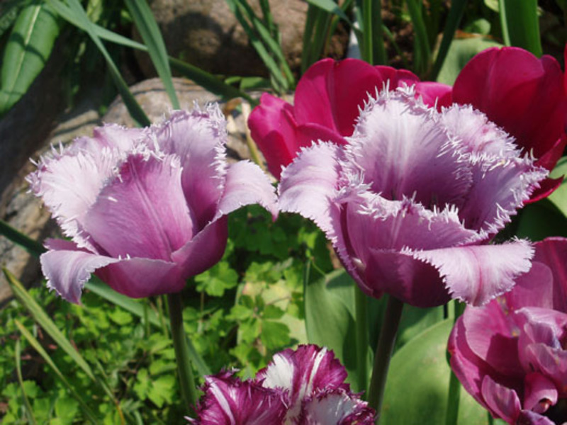 Tulips sa hardin