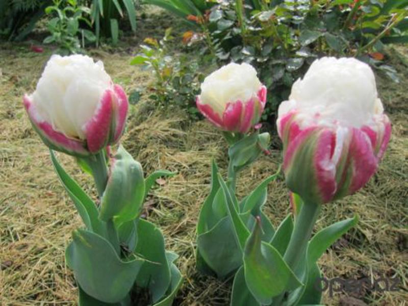 Fatos interessantes sobre tulipas