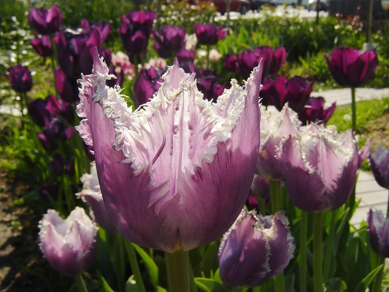 Nơi bằng phẳng, đủ ánh sáng thích hợp cho việc trồng hoa tulip.