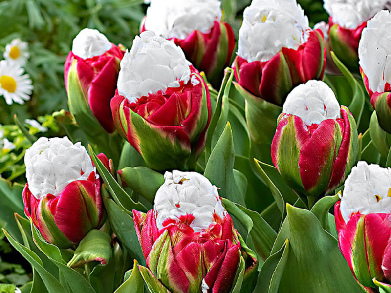 Tulp Abigail