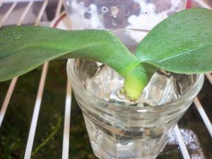 A orquídea Phalaenopsis brota em um copo d'água