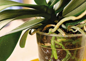 An orchid without roots can be reanimated in water with feeding.