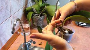 We save the orchid at home - new roots will appear with proper care