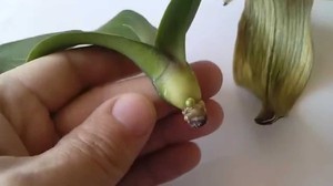 Una orquídea crece sin raíces en un recipiente con agua.