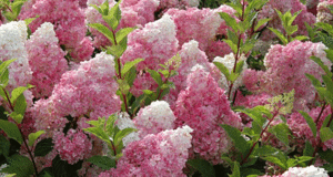 Hydrangea Vanilla Fraze in bloom.