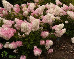 Panicle hortensia vokser godt på stedet.