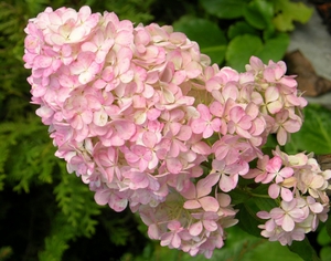 Gros plan d'inflorescence d'hortensia sur la photo.