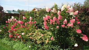 L'hortensia décorera n'importe quel parterre de fleurs