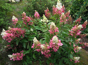 Pinky Winky hortensia er en slags smukke blomster.