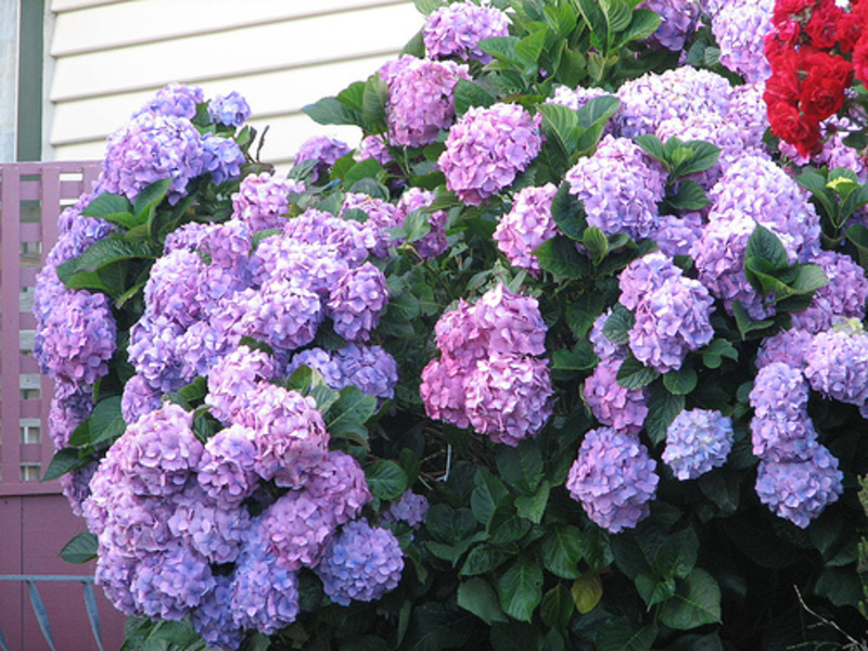 Hortensia busk i blomst - foto på stedet.