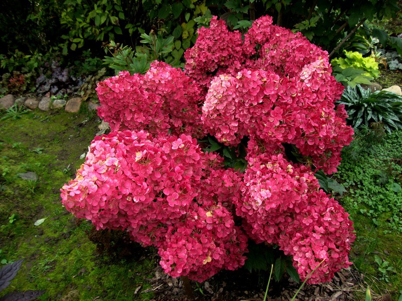 Hydrangea Vanilla Fraze merah.