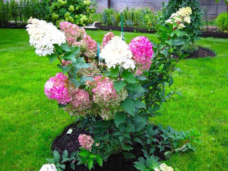 Paniculata hydrangea boleh tumbuh secara keseluruhan atau hanya bersendirian di rumput, misalnya.