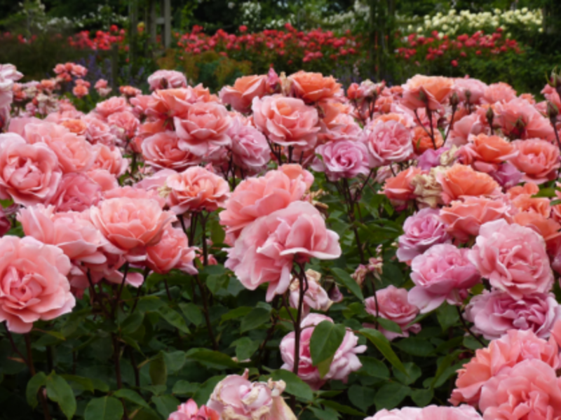 Blomstrende pionroser er vist på bildet.