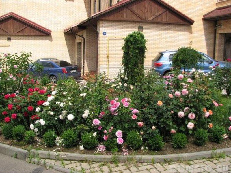 Rose peonia in un'aiuola: decoriamo il cottage.