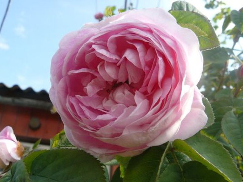 Peony rose bud - gambar jarak dekat.