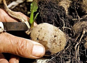 La plantation d'un tubercule de dahlia est montrée sur la photo