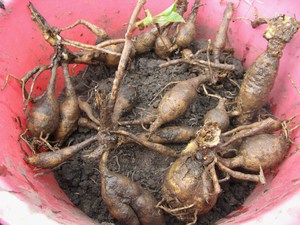 Ang mga Dahlia tubers ay maaaring nahahati sa mga piraso.