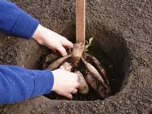 Planting a whole dahlia tuber in the ground on the site is shown in the photo