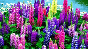 Overblijvende lupine - heldere, zeer mooie bloemen