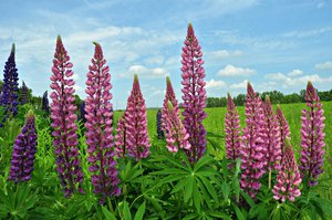 Comment faire pousser du lupin - conseils utiles