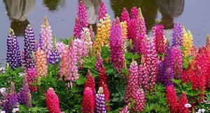 Lupine zal uw bloembed in het land of in een landhuis versieren