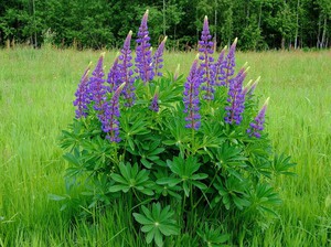 Le buisson de lupin est très beau même s'il est seul sur le site.