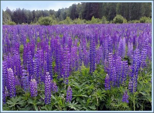 Lupine groeit in het wild in het veld