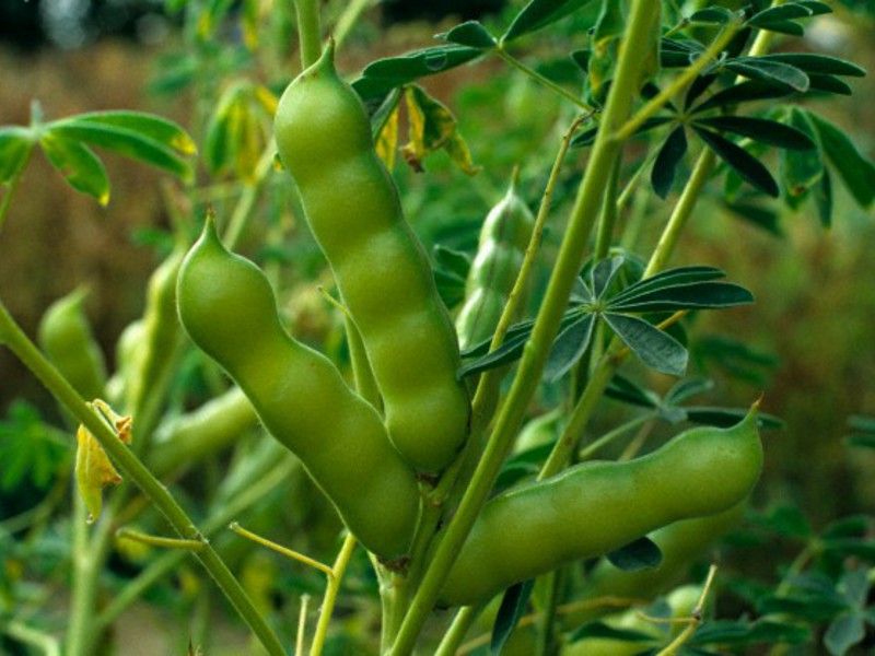 Lupin, nakon cvatnje, izgleda poput obične trave.