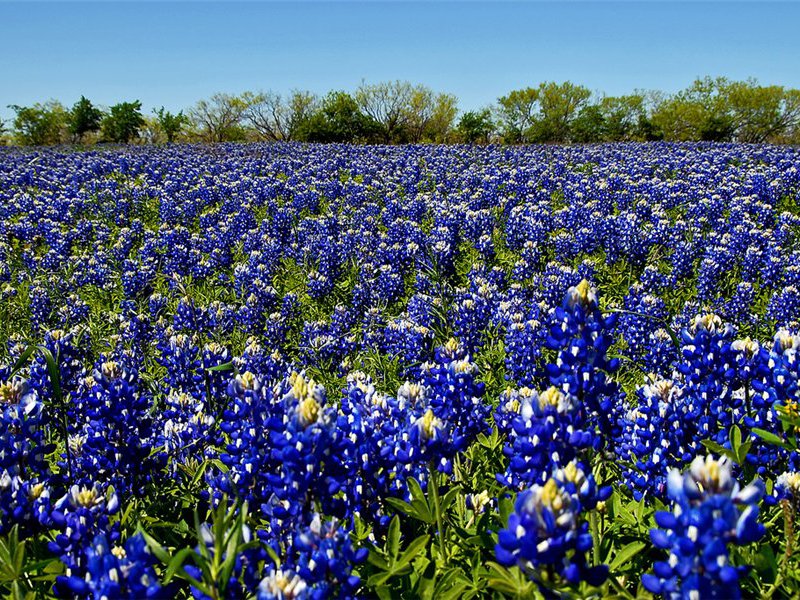 Wolfsbloem is een andere naam voor lupine