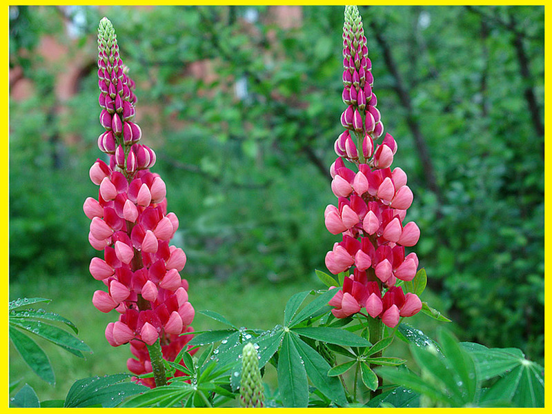 Lupine auf dem Gelände ist eine raffinierte Pflanze.