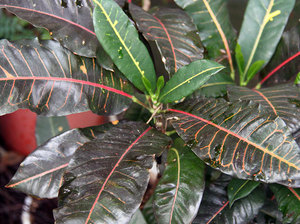 Croton Black Prince is een elegante soort die zeer goed wortel schiet in huis.