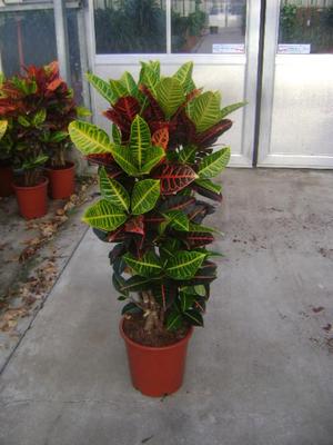 Croton Petra ist eine sehr schöne Pflanze.