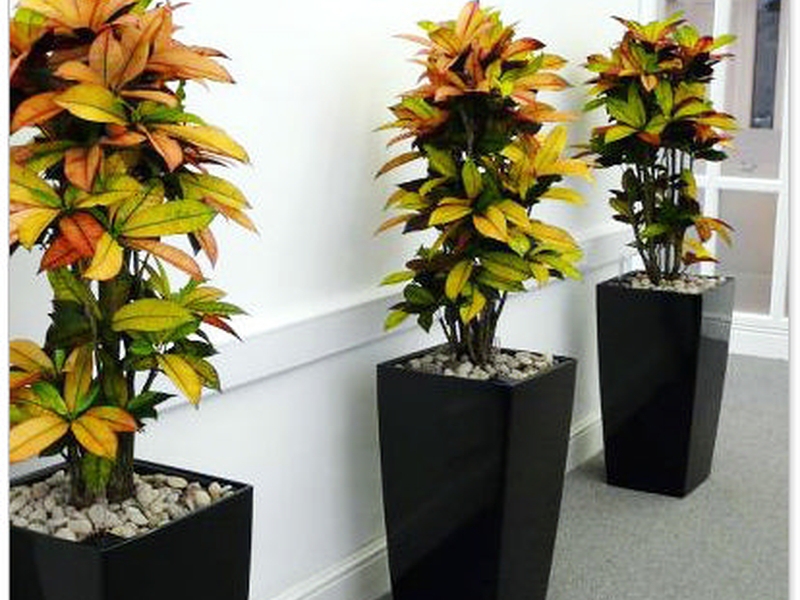 Croton in einem Blumentopf kann nicht nur im Haus, sondern auch auf dem Gelände zur Dekoration werden.